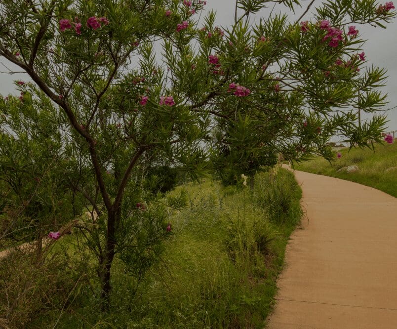 Tree with pink flowers beside a pathway.